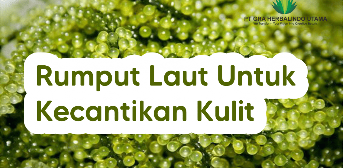 Kandungan Rumput Laut Untuk Kecantikan Kulit & Kesehatan Tubuh