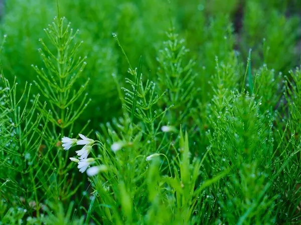 horsetail