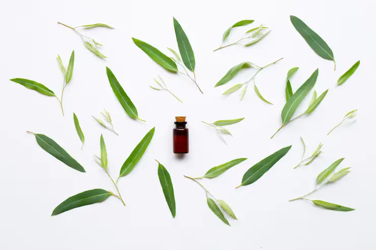 Produksi Minyak Kayu Putih Bersama Maklon